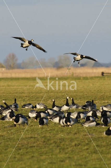 Brandgans (Branta leucopsis)