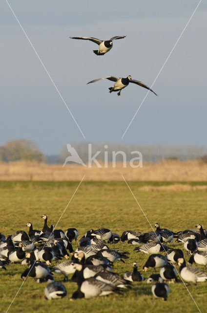 Brandgans (Branta leucopsis)