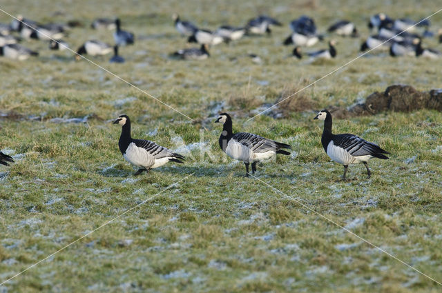 Brandgans (Branta leucopsis)