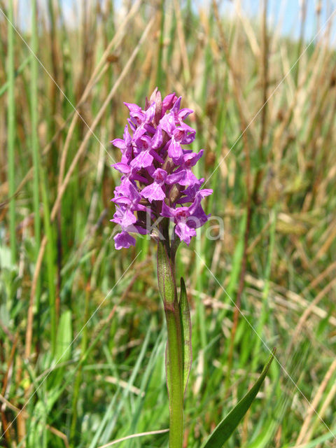 Brede orchis (Dactylorhiza majalis)