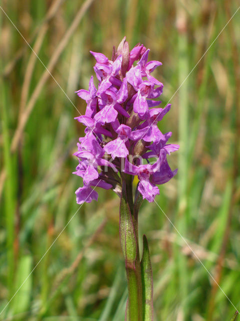 Brede orchis (Dactylorhiza majalis)