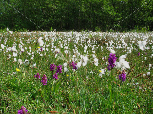 Brede orchis (Dactylorhiza majalis)