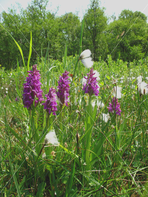 Brede orchis (Dactylorhiza majalis)