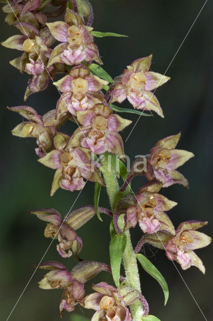 Brede wespenorchis (Epipactis helleborine)