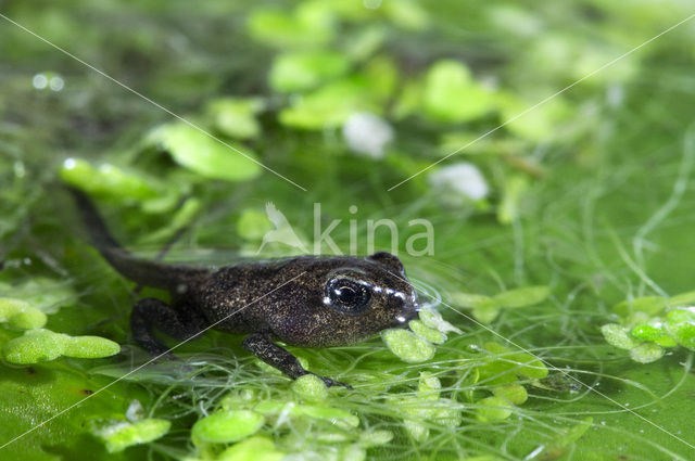 Bruine kikker (Rana temporaria)