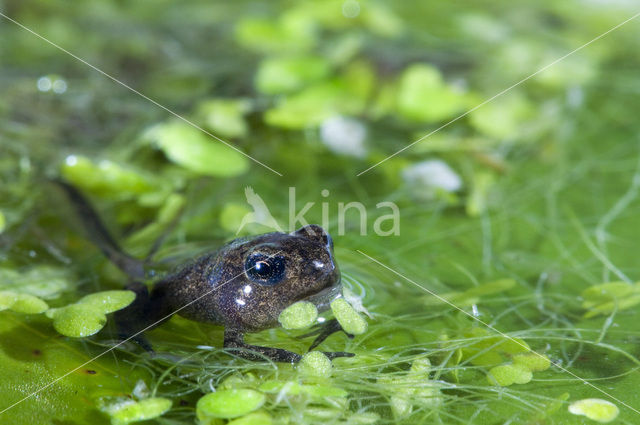 Bruine kikker (Rana temporaria)