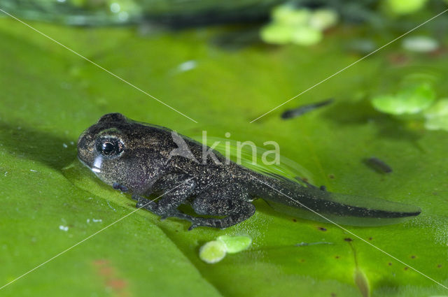 Bruine kikker (Rana temporaria)