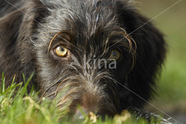 Cesky fousek (Canis domesticus)