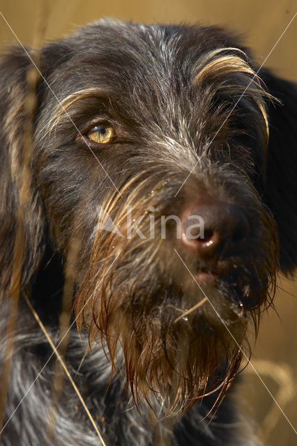 Cesky fousek (Canis domesticus)