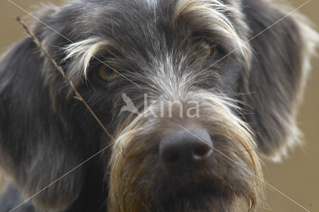 Cesky fousek (Canis domesticus)