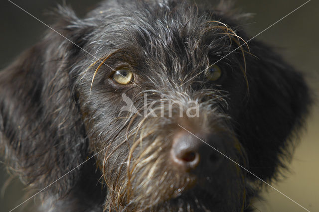 Cesky fousek (Canis domesticus)