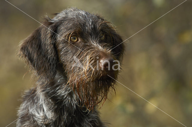 Cesky fousek (Canis domesticus)