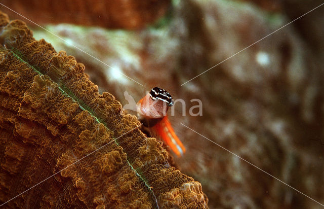 Comical blenny (Ecsenius opsifrontalis)