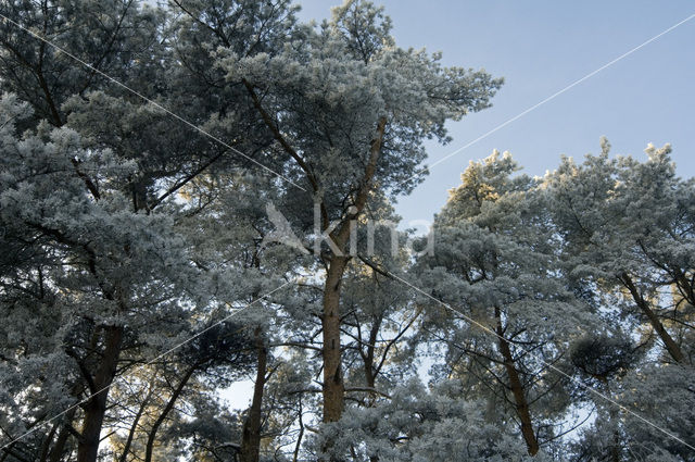 Corsikaanse den (Pinus nigra var. maritima)