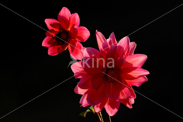 Dahlia (Dahlia spec.)