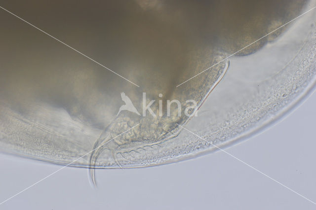 Daphnia cucullata