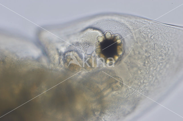 Daphnia cucullata