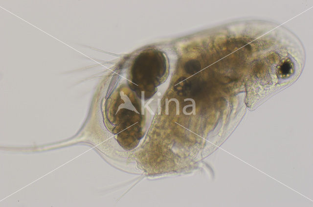 Daphnia galeata x hyalina