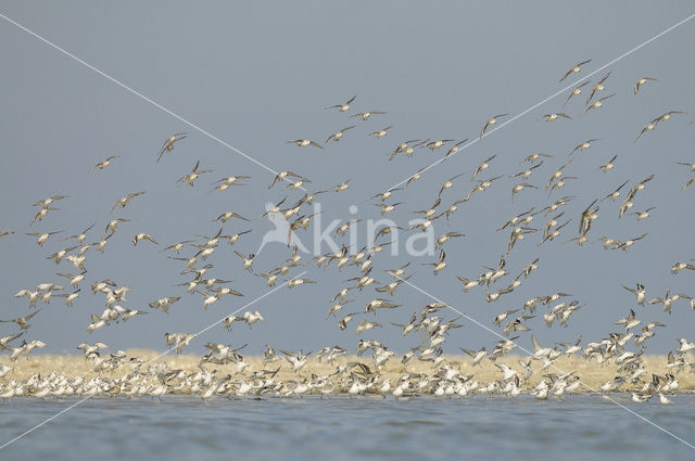 Drieteenstrandloper (Calidris alba)