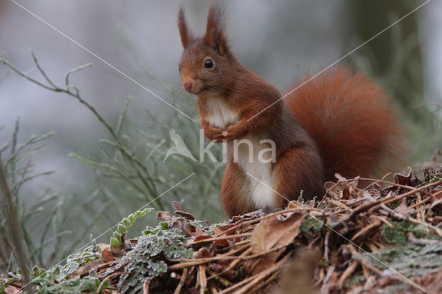 Eekhoorn (Sciurus vulgaris)