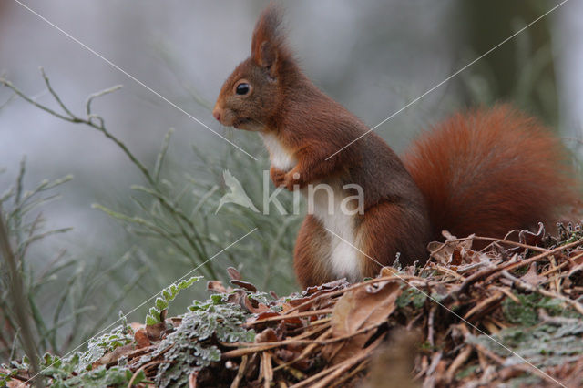 Eekhoorn (Sciurus vulgaris)