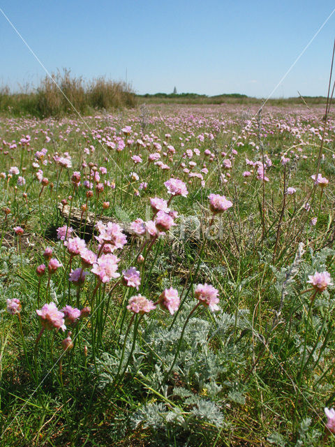 Engels gras (Armeria maritima)