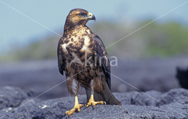 Galapagosbuizerd (Buteo galapagoensis)