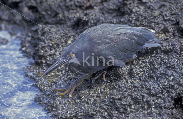 Galapagosreiger