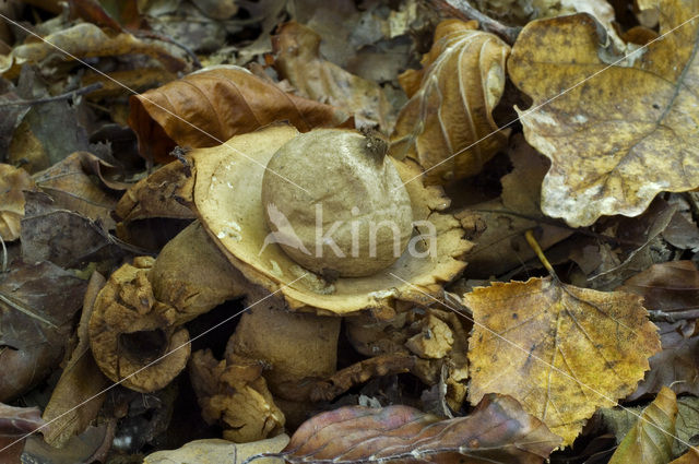 Gekraagde aardster (Geastrum triplex)