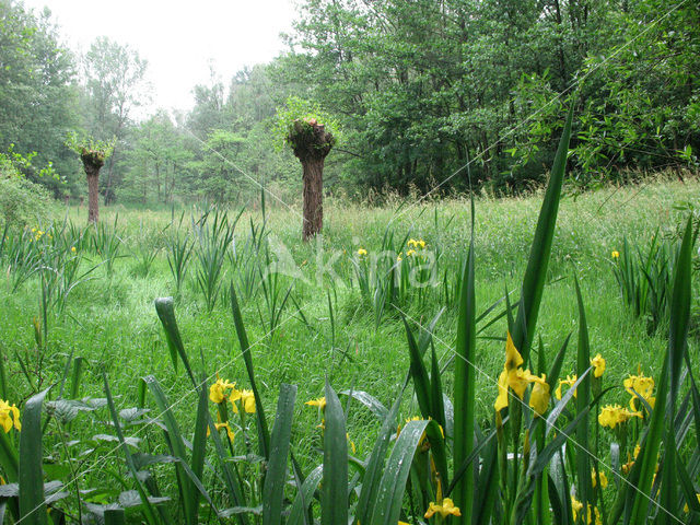 Gele lis (Iris pseudacorus)