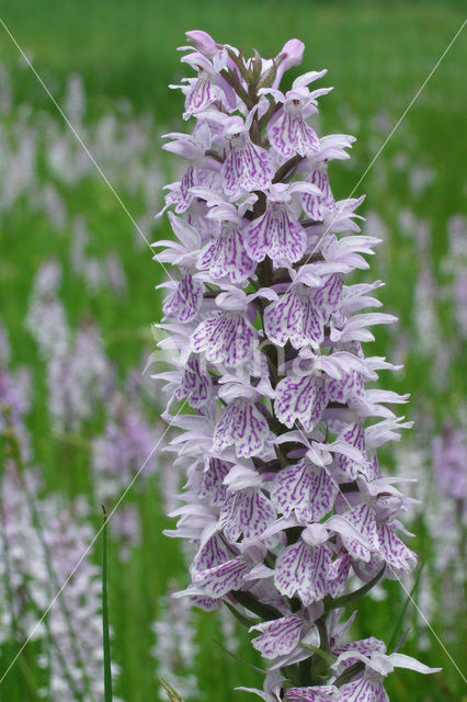 Gevlekte orchis (Dactylorhiza maculata)