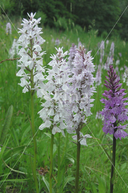 Gevlekte orchis (Dactylorhiza maculata)