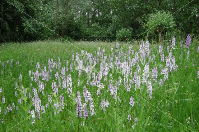 Gevlekte orchis (Dactylorhiza maculata)