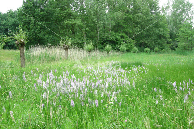 Spotted orchid (Dactylorhiza maculata)