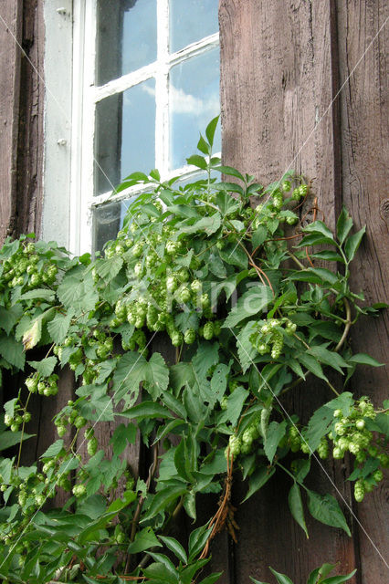 Gewone hop (Humulus lupulus)