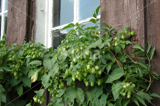 Gewone hop (Humulus lupulus)