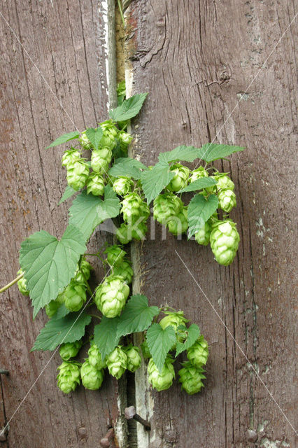 Common Hop (Humulus lupulus)