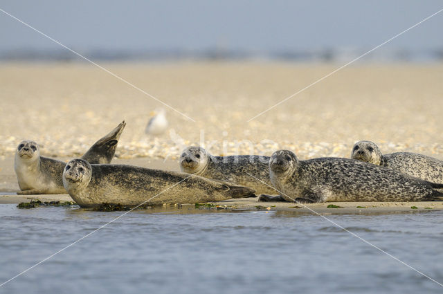 Gewone zeehond (Phoca vitulina)