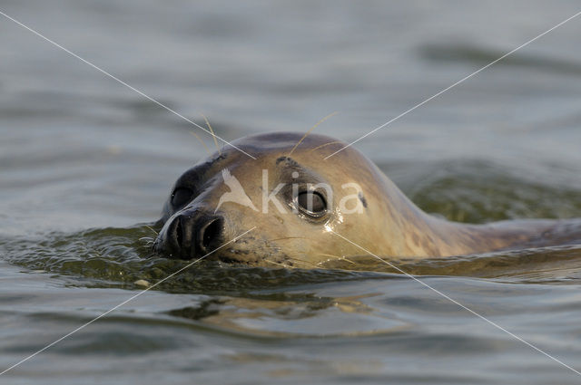 Gewone zeehond (Phoca vitulina)