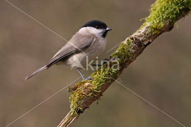 Glanskop (Parus palustris)