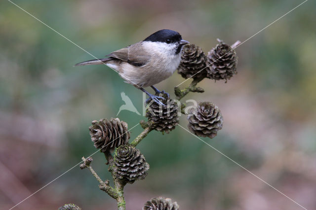 Glanskop (Parus palustris)