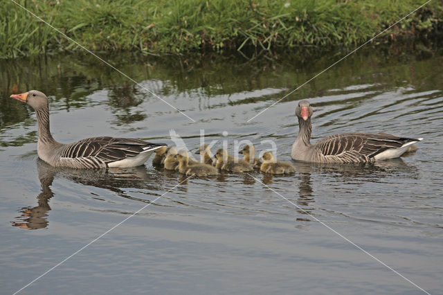 Grauwe Gans (Anser anser)