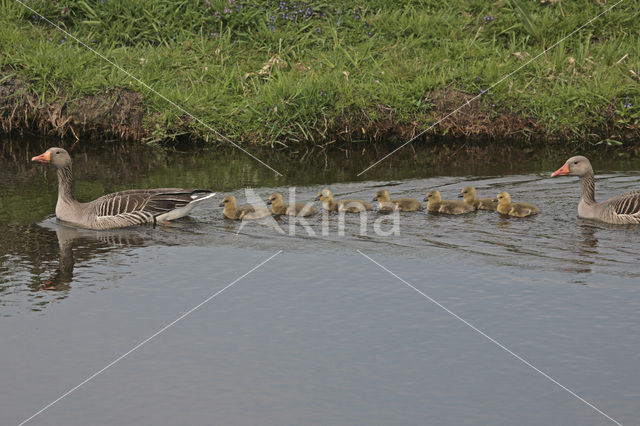 Grauwe Gans (Anser anser)