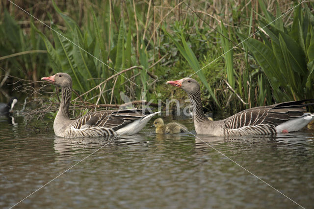 Grauwe Gans (Anser anser)