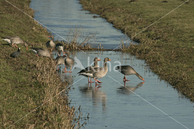 Grauwe Gans (Anser anser)