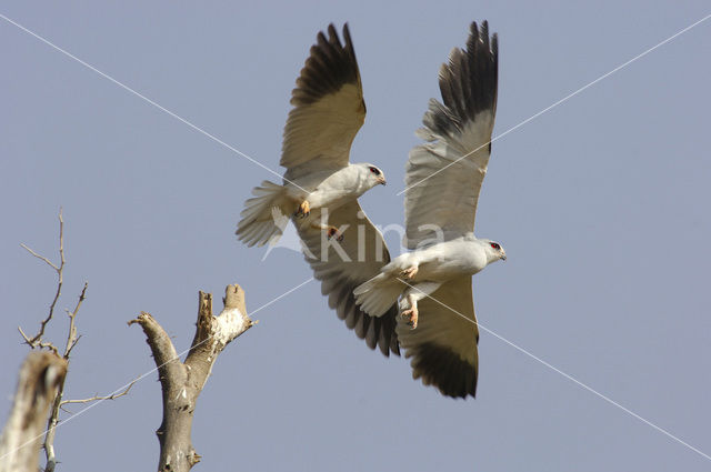 Grijze Wouw (Elanus caeruleus)