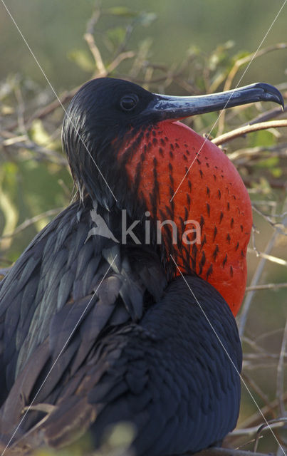 Grote Fregatvogel (Fregata minor)