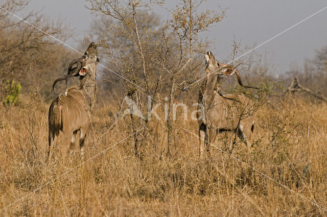 Grote koedoe (Tragelaphus strepsiceros)