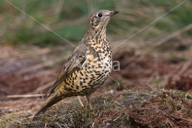 Grote Lijster (Turdus viscivorus)