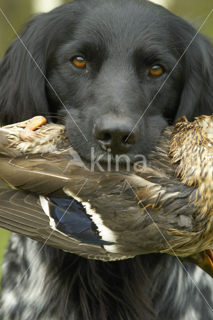 Grote Münsterländer (Canis domesticus)